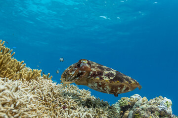 Cuttlefish on a colorful coral reef and the water surface in background