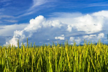 夏の終り、青空と稲穂と入道雲