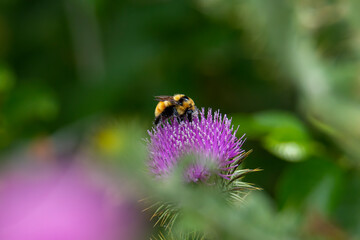 bumble bee on thistle flower
