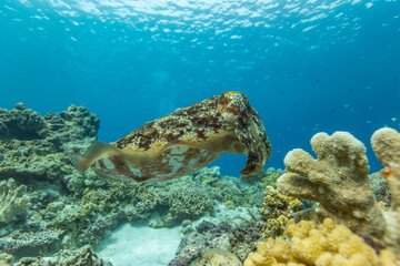 Cuttlefish on a colorful coral reef and the water surface in background