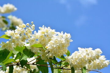 雄しべの花糸バンザイ、満開の姫空木、ヒメウツギ、かわいい白い小花、花樹木イメージ素材