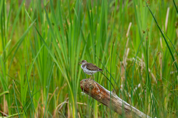 Spotted sandpiper standing on log 