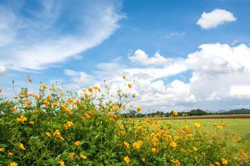 Yellow cosmos flowers with blue sky