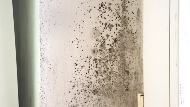 The condensation and black mould around windows. Mildew growth in house. Stachybotrys chartarum is a greenish-black mold