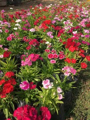 Fototapeta na wymiar Dianthus in various colours in my lawn