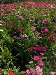 Fototapeta premium Dianthus in various colours in my lawn