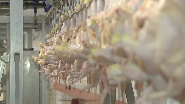Poultry processing industry. Raw chicken meat production line.