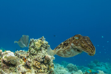 Cuttlefish on a colorful coral reef and the water surface in background