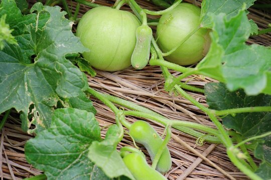 104 Best まくわうり Images Stock Photos Vectors Adobe Stock