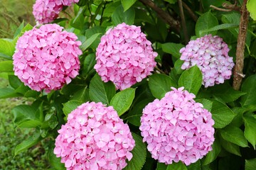 満開のあじさい