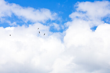 blue sky background with tiny clouds  in summer season