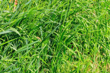 Fresh green grass with drops of water after a rain