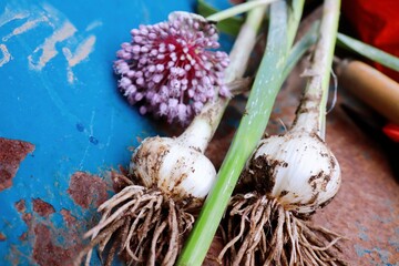 ニンニクとニンニクの花