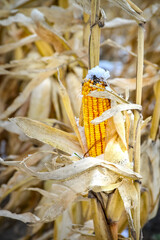 Yellow corn that has not been harvested due to early snowfall, climate change