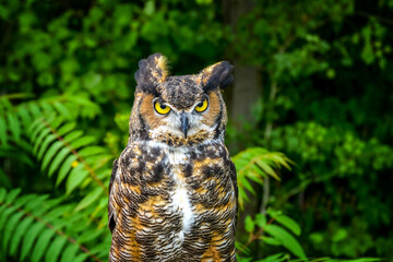 A piercing gaze of an eagle owl approaching the forest
