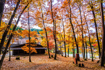 Autumn season landscape with colorful leaves background