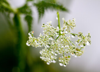 Yarrow on a field with raindrops.