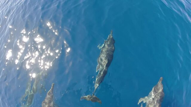 happy striped dolphin jumping outside the sea and bowing from boat prow