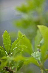 梅雨時期の緑の葉っぱと水滴