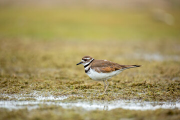 Killdeer walking in marshy area