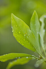 Fototapeta na wymiar 梅雨時期の緑の葉っぱと水滴