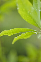 梅雨時期の緑の葉っぱと水滴