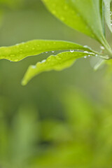梅雨時期の緑の葉っぱと水滴