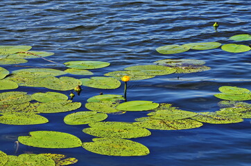 yellow water Lily Nymphaeaceae in blue water with green leaves with reflections