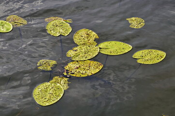 yellow water Lily Nymphaeaceae in blue water with green leaves with reflections