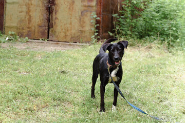 black dog on a leash walks on the grass