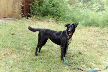 black dog on a leash walks on the grass