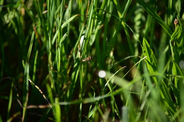 Schwebefliege im Flug