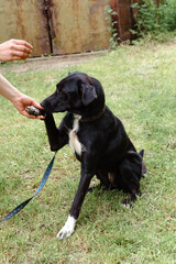 black dog on a leash walks on the grass