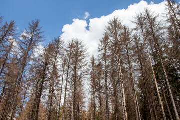 Fototapeta na wymiar dried up spruce trees in the forest, blue sky