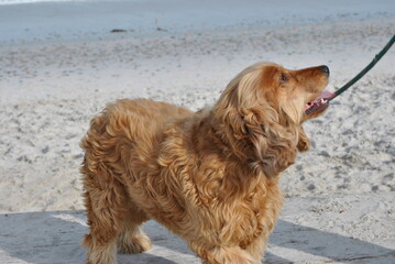 dog, animal, pet, golden, spaniel, cocker, puppy, cute, canine, golden, portrait, cocker spaniel,...