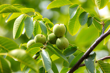 Green walnuts on the branches of a tree