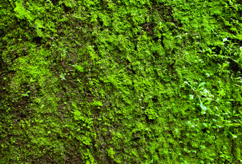 Fototapeta na wymiar Green moss on a stone wall as a background