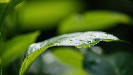 雨上がり緑の葉から落ちる水滴