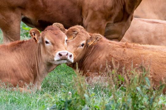 adorable calves Limousin in a meadow