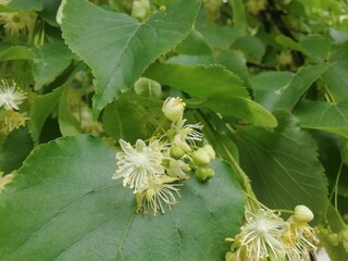 chestnuts and leaves