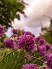 After the rain. Pink flowers