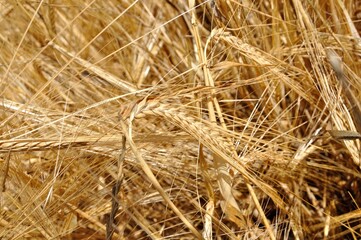 Espigas de cebada, cultivo de secano