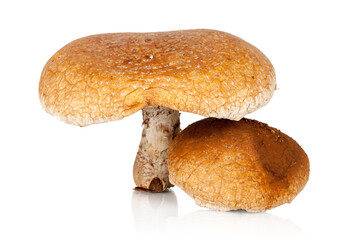 
Mushroom toadstool isolated on white background, Autumn harvest of fresh woodland fungi with boletus mushrooms, not edible. Macro photo, nature