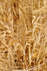 Espigas de cebada, cultivo de secano