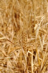 Espigas de cebada, cultivo de secano