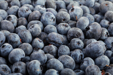 Bilberry. Freshly picked blueberries background. Vaccinium myrtillus