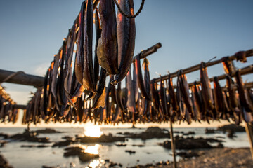 Gwamegi (dried saury) which is a specialty of Pohang, South Korea,(Guamegi)