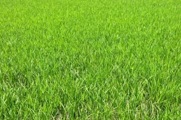 Image of Rice growing in rice field