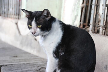 Harlequin black white cat cow homeless street Stray cat 