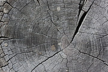 The texture of the sawn end of an old log